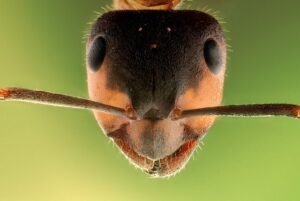 Macro close-up of an ant head
