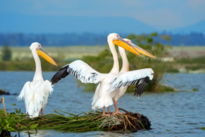 Pelicans flapping