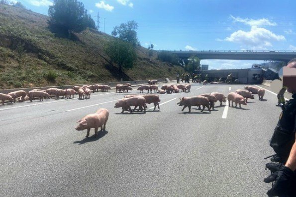 Image of pigs escaping overturned lorry on Barcelona motorway.