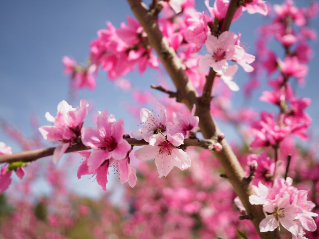 Peach,Blossom,With,Bees,Pollinating,It