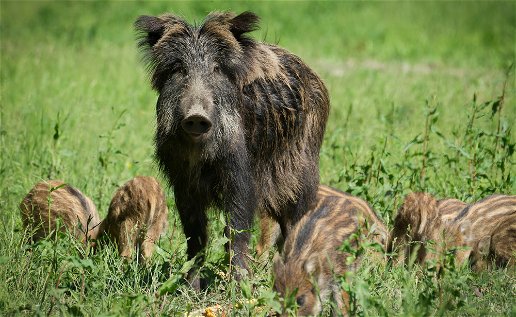 Image of a family of wild boar.
