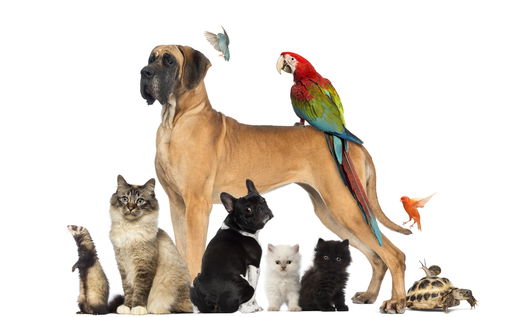 Image of various pets.