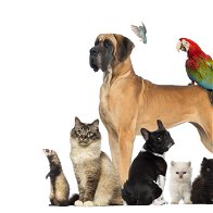Image of various pets.