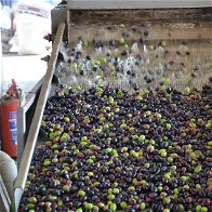 Carbonell sales slide as olive oil prices soar