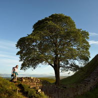 robin hood's tree in sycamore gap