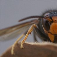 Image of an Asian hornet.