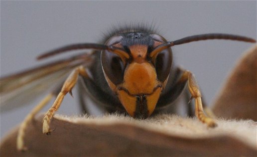 Image of an Asian hornet.