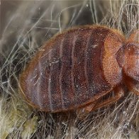 Image of a bed bug.