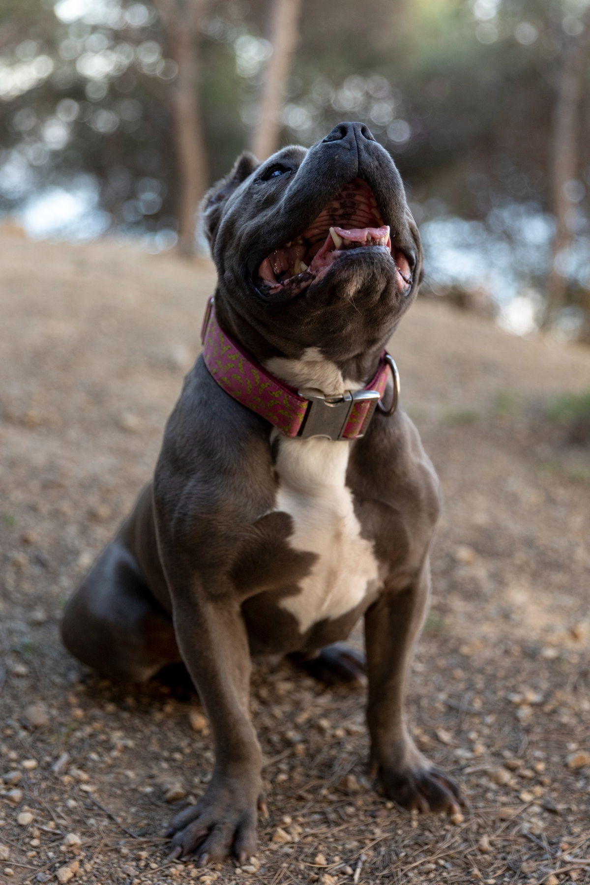 What is an American XL bully? Breed explained as Suella Braverman