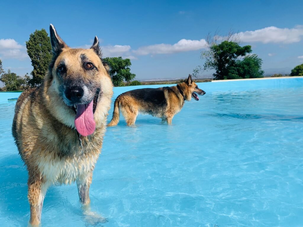 Dogs in a dog pool