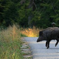 Wild Boar Accidents On The Increase In Spain