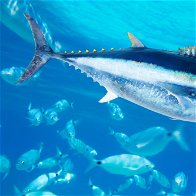Conservationists Worry Over Tuna On Murcia Coast