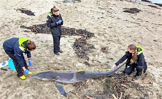 Blue Shark Washed Up On Cork Beach