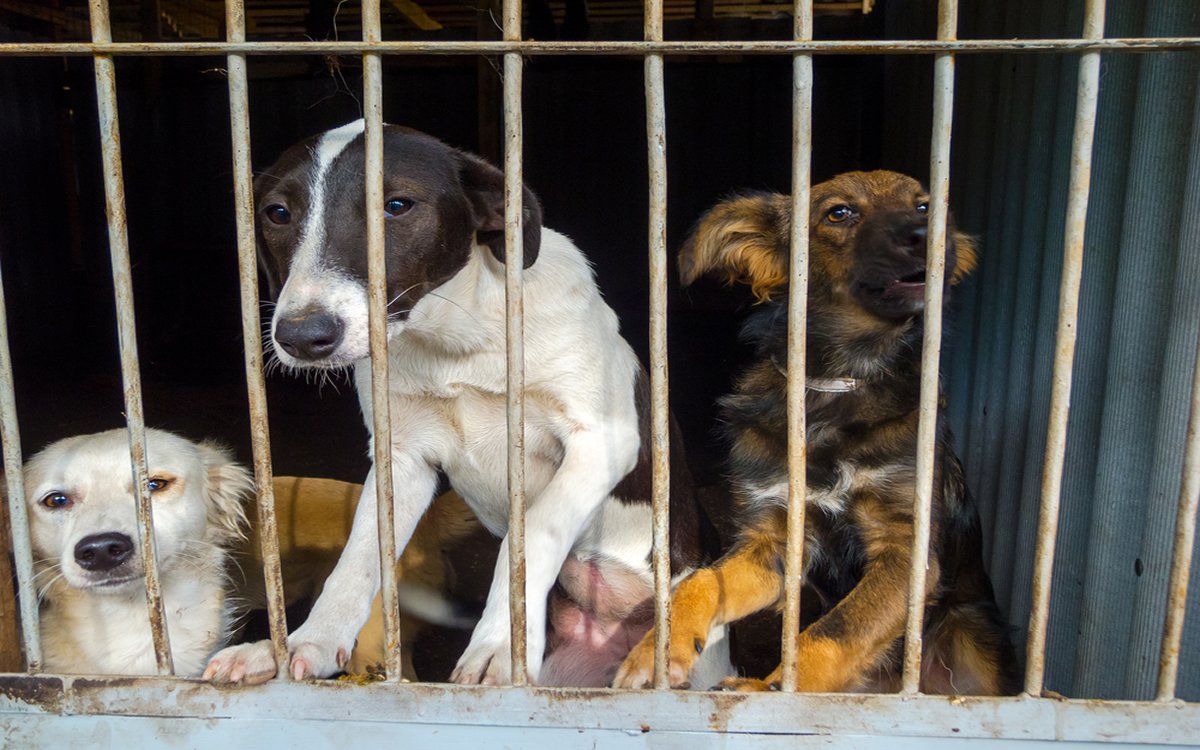Organizações em Portugal que lutam contra o abandono de animais com quase 42.000 animais de rua relatados no ano passado «Euro Weekly News
