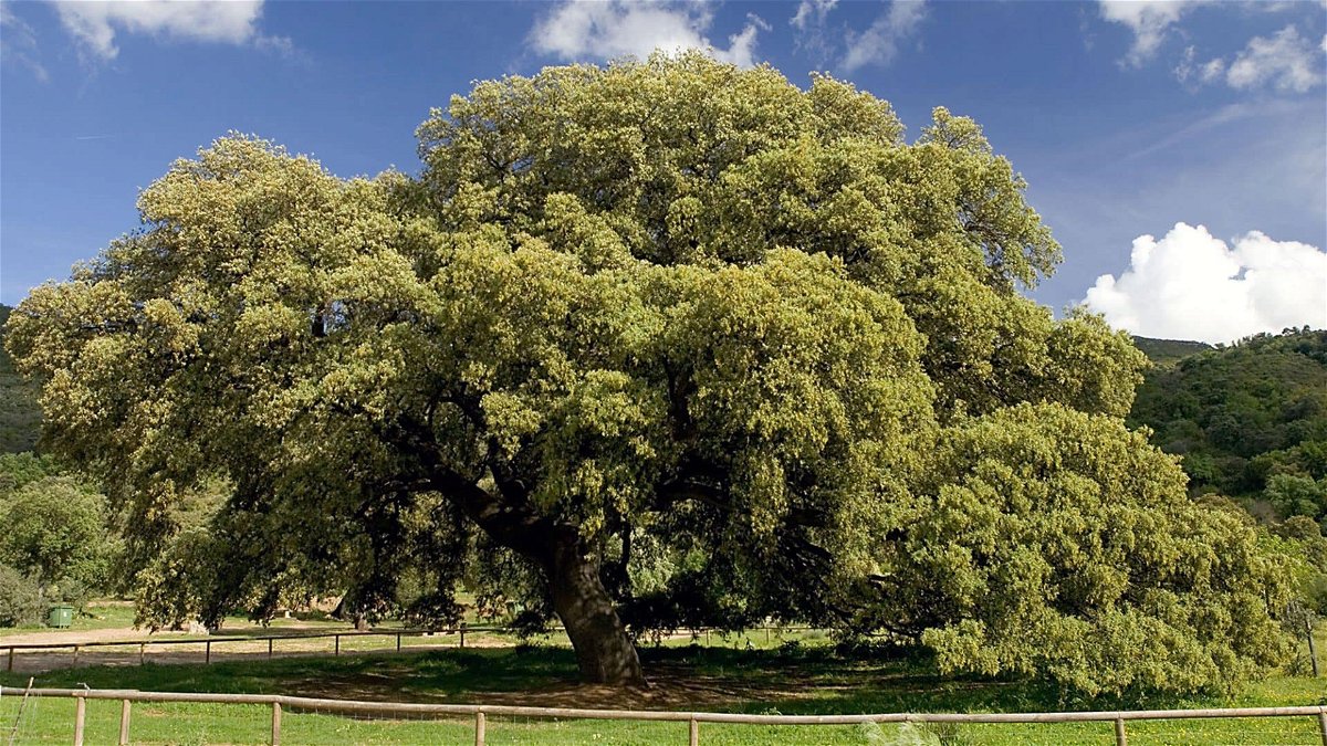 El árbol más majestuoso de España coronado en Andalucía « Euro Weekly News