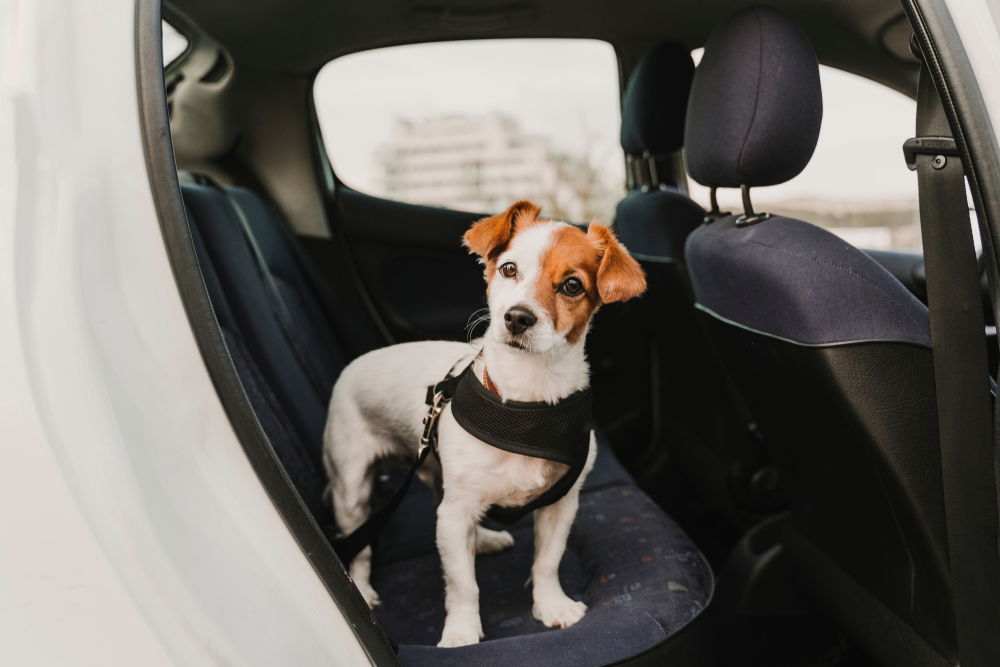 Spain’s New Rules For Dogs Travelling In Cars « Euro Weekly News