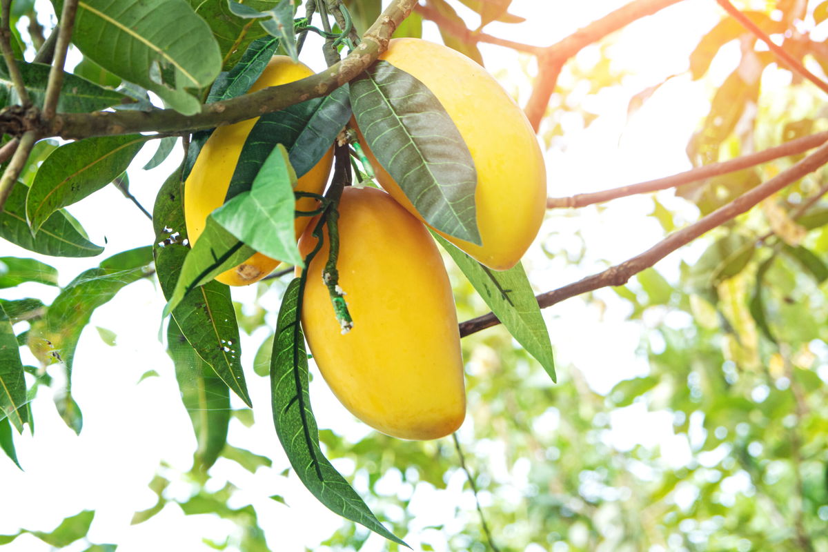 Discover the dire consequences faced by avocado and <b>mango</b> farmers in Southe...