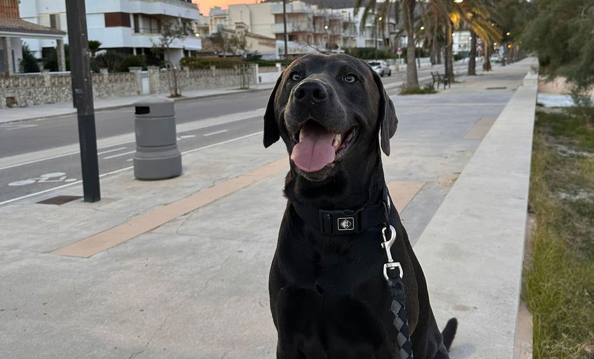 Dog poisoned on Pollensa Beach « Euro Weekly News