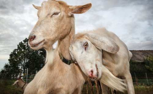 Grazing green solutions: 100 goats transform Rojales Botanical Park.