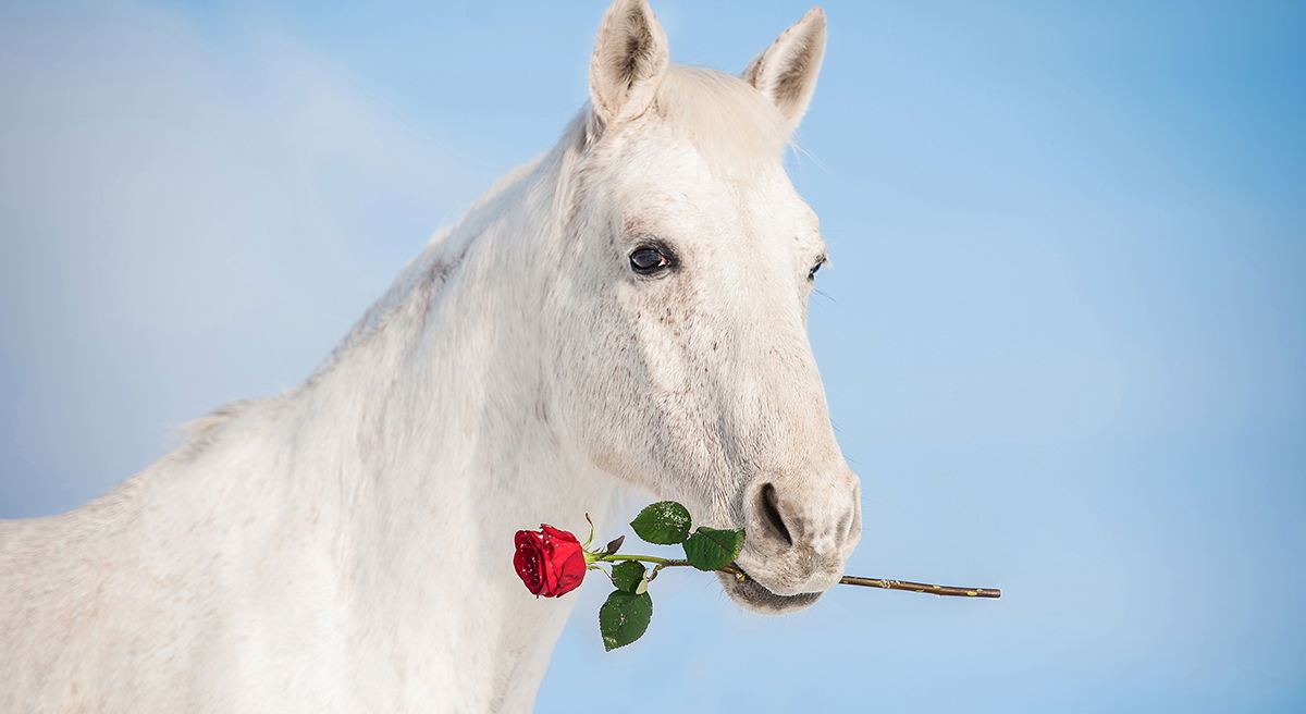 valentines day horse clipart