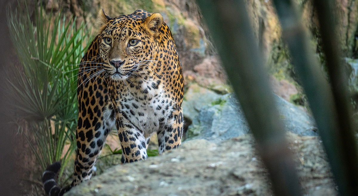 Bioparc मा चितुवा स्पट « Euro Weekly Information