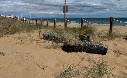 Reviving nature's tapestry: Replanting effort to preserve Torrevieja's iconic dune species.