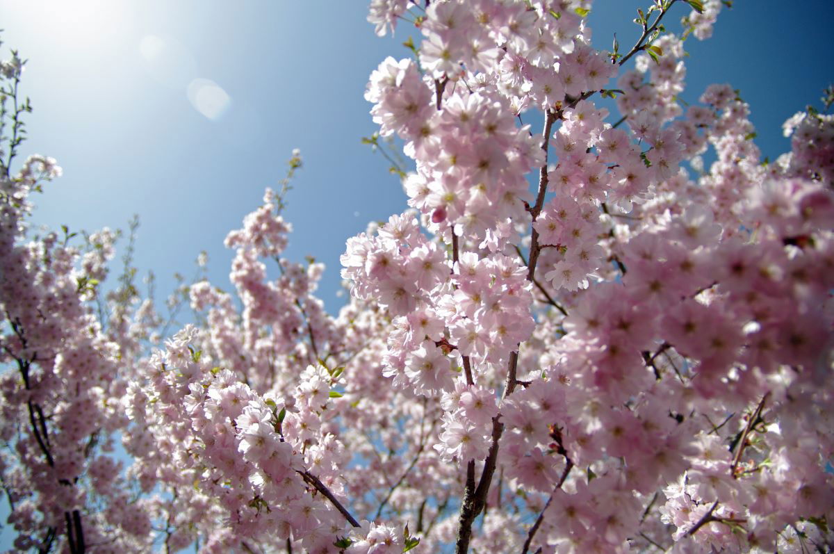 Cherry blossoms where the Berlin Wall once stood « Euro Weekly News