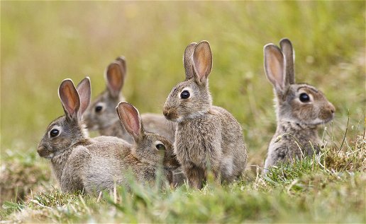 Mallorca extends hunting season for rabbits