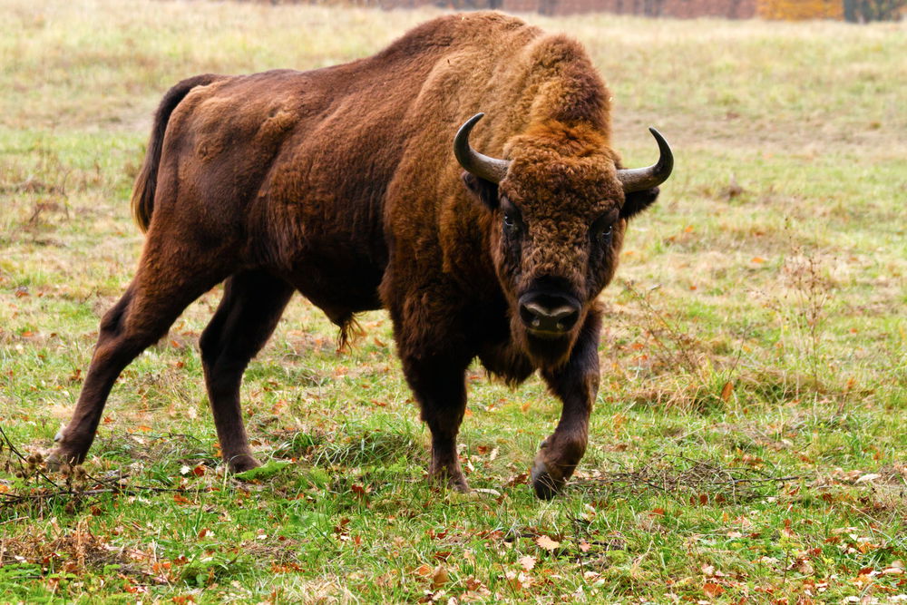 La reintroducción del bisonte potencia la fauna española « Euro Weekly News