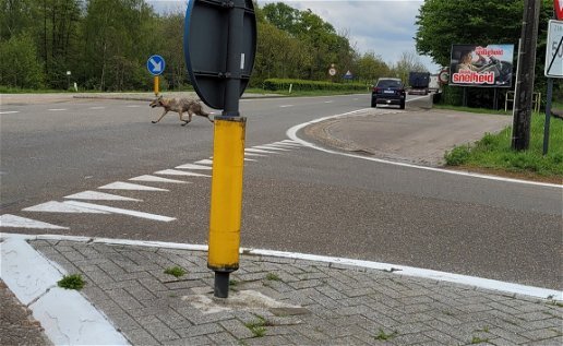 Wolf on a quest in Mol