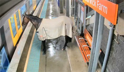 Horsing around down under: Runaway racehorse tries catching a train.