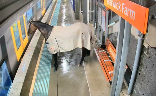 Horsing around down under: Runaway racehorse tries catching a train.