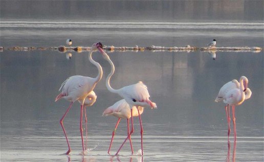 For the fifth year in a row, flamingos have returned to the Lagunas de La Mata y Torrevieja Natural Park to start their breeding season.