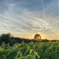 Boost for UK wine industry