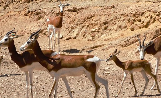 Rare gazelle thrives in Almeria