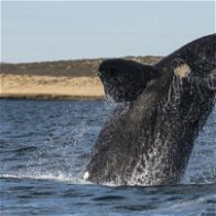 Almeria's whale encounter