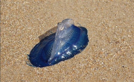 Blue jellyfish swamp beach in Almeria