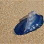 Blue jellyfish swamp beach in Almeria