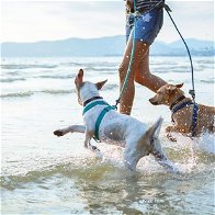 A new dog-friendly beach for Almeria