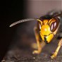 Asian wasp: Allergy risk