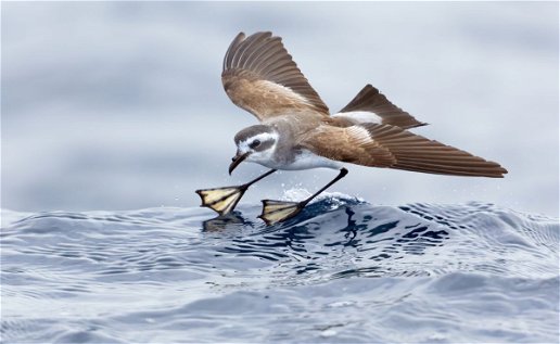 White-faced_Storm-petrel