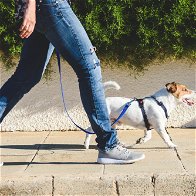 New rules for Dog walkers