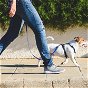 New rules for Dog walkers