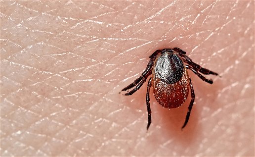 Record tick numbers in Spain