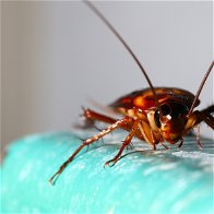 Spain: Mutant cockroaches pose health risks
