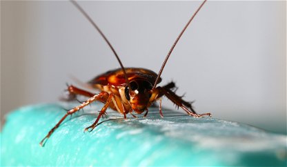 Spain: Mutant cockroaches pose health risks