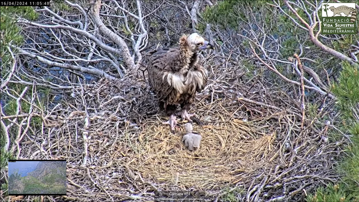 Live webcam of nesting black vultures « Euro Weekly News
