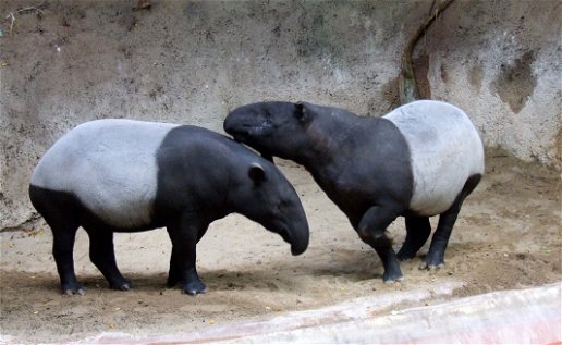 Malay tapirs