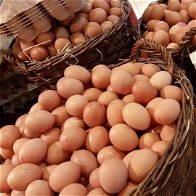 Norway needs more eggs