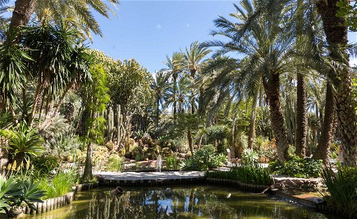 Palm paradise: The mystery of Elche.